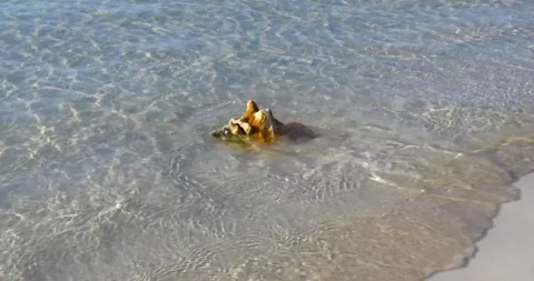 Static footage of a Conch shell on a beach in the Bahamas. Stock Footage 250600730