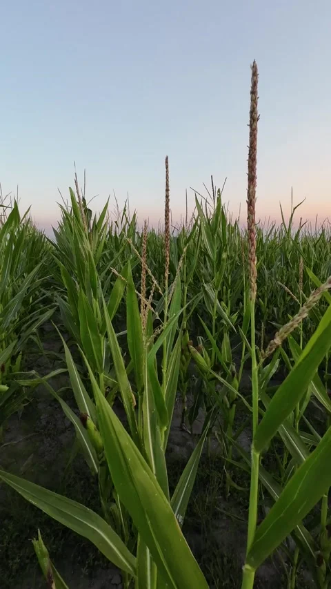 Static footage of a corn field on a summer day at sunset, agriculture concept Stock-Footage 289024361