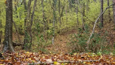 Static forest landscape with tall trees, green foliage and autumn colors Stock Footage 321551544