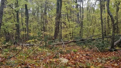 Static forest landscape with tall trees, fallen branches and green foliage Stock Footage 321551546