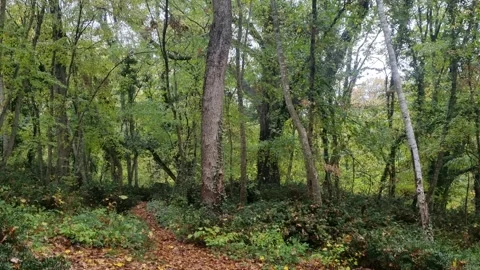 Static forest landscape with tall trees, green foliage and natural light Stock Footage 321551633