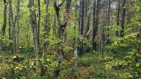Static forest scene with autumn colors, tall trees and foliage Stock Footage 321551711