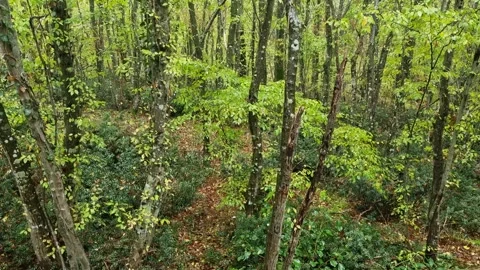 Static forest scene with bright green foliage and tall trees Stock Footage 321551682