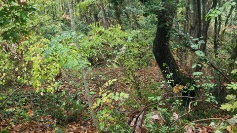 Static forest scene with dense foliage and dark twisted tree trunks Stock Footage 321551680