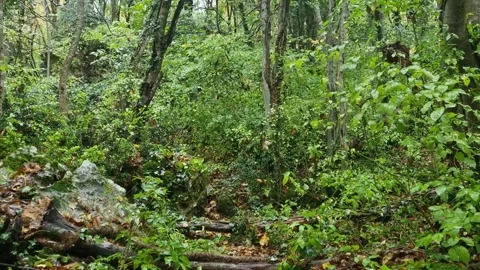 Static forest scene with dense green foliage, trees, branches and sunlight Stock Footage 321551631