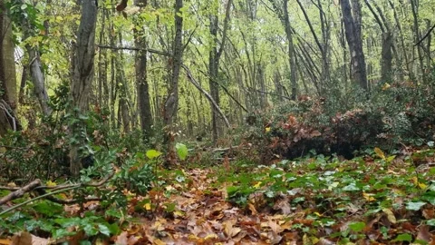 Static forest scene with dense trees and autumn foliage colors Stock Footage 321551601