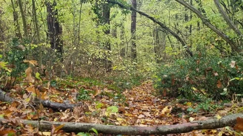 Static forest scene with green foliage, autumn leaves and natural light Stock Footage 321551573