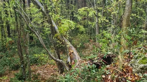 Static forest scene with leaning trees and dense green undergrowth Stock Footage 321551679