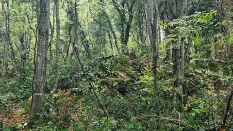 Static forest scenery with dense green foliage and tall trees Stock Footage 321551709