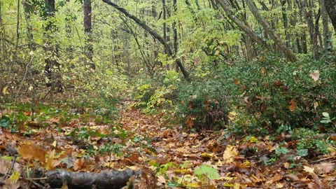 Static forest scenery with green foliage, fallen branches and soft light Stock Footage 321551571