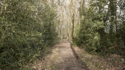 Static Forest shot path Stock Footage 123967612