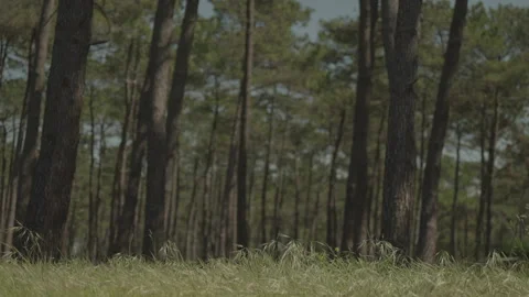 Static forest shot on tree trunks Stock-Footage 345715152
