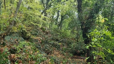 Static forest view with dense greenery and bright natural foliage Video stock 321551656