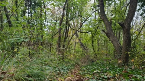 Static forest view with green trees and natural sunlight Stock Footage 320335477