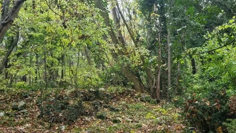 Static forest view with green trees, dense foliage and natural landscape Stock Footage 321551655