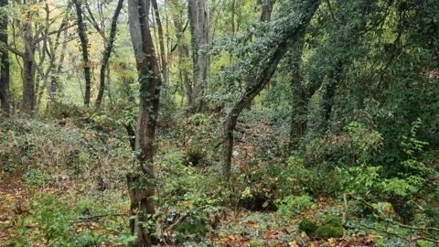 Static forest view with leaning trees and dense autumn vegetation Stock Footage 321551678