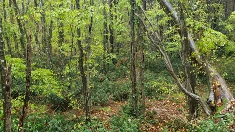 Static forest view with leaning trees and dense green foliage Stock Footage 321551683