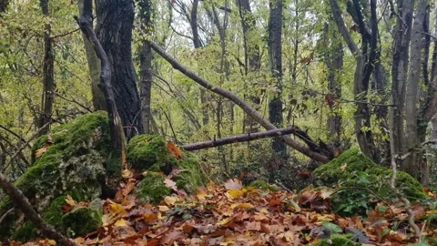 Static forest view with mossy logs, green foliage and autumn colors Stock Footage 321551572