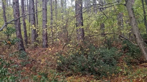 Static forest view with tall trees, autumn foliage and calm atmosphere Stock Footage 321551543