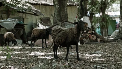 Static full shot of black sheep, a rooster and a shed Stock Footage 153809731