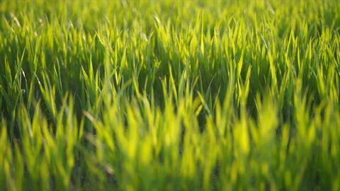 Static green grass Stock Footage 109222210
