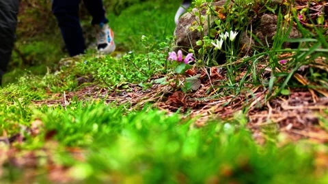 Static Ground Shot Feet Walking Through Green Flowers 4K Cinematic Stock Footage 334430332