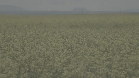 Static Handheld rack focus of a Field of Yellow Canola Flowers in Montana Stock Footage 235229506