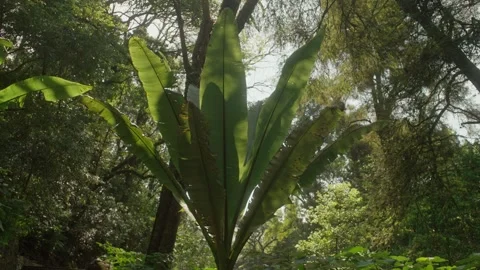 STATIC HANDHELD SHOT OF A BIG WILD BANANA PALM TREE AT A JUNGLE IN MEXICO Stock Footage 323428362