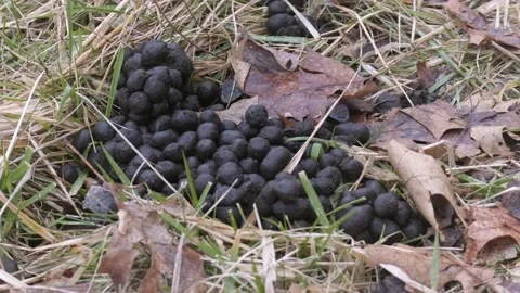 Static handheld shot of elk feces in snow. Close up Stockbeeldmateriaal 149022958