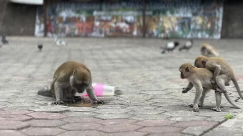 Static handheld shot of two wild macaques on paved ground at Batu Caves, one Video stock 332622704
