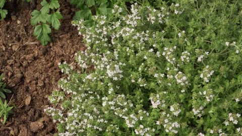 Static high angle close up of blooming thyme plants in a garden bed Stock Footage 337779170