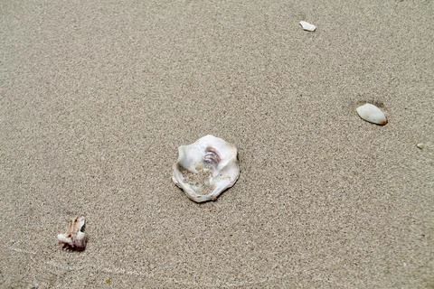 Static High-Angle Close Up of Seashells and Coral Fragments on Beach Sand Stock Photos