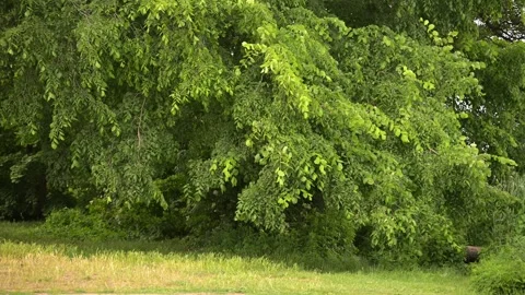 Static High-Quality Video of Lush Green Tree Foliage in Natural Park Landscape Stock Footage 336623859