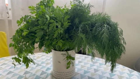 Static horizontal shot of fresh parsley and dill herbs in ceramic cup on kitchen Stock Footage 337294413