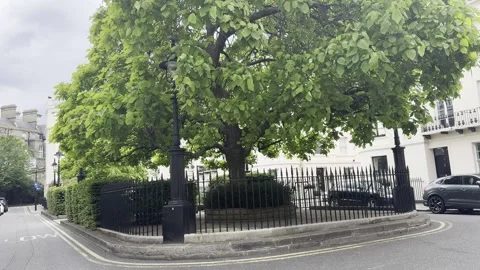 Static horizontal shot of large green trees behind black iron fence Stock Footage 336680026