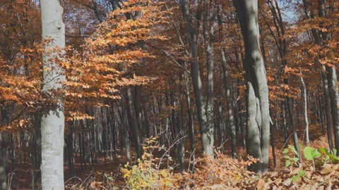 Static hot of tee in autumn forest. Orange leaves in the woodland Stock Footage 143307984