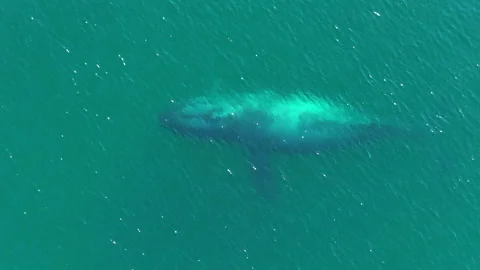 Static humpback whale in shallow water 스톡 동영상 331174363