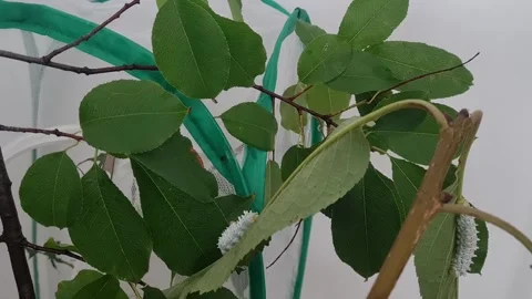 Static hyperlapse shot of caterpillar climbing on cherry tree leaves Stock Footage 250151121