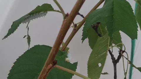 Static hyperlapse shot of two white ricini caterpillars eating a cherry Stock Footage 250151124