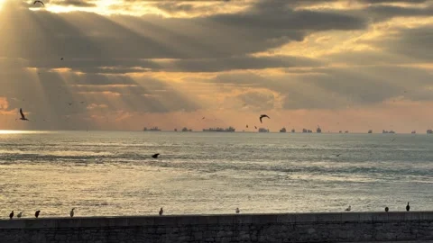 Static landscape shot cormorants perched on an stone sea wall at golden hour Stock Footage 340155050