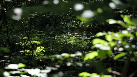 Static locked off shot of dappled sunlight breaking through the forest Stock Footage 136564940