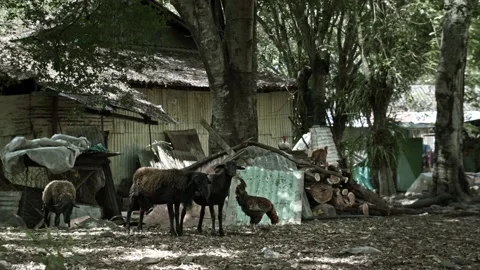 Static long shot of black sheep, a rooster and a shed Stock Footage 153809721