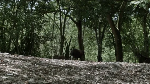 Static long shot of dark sheep walking in the shade in Colombia Stock Footage 153809786