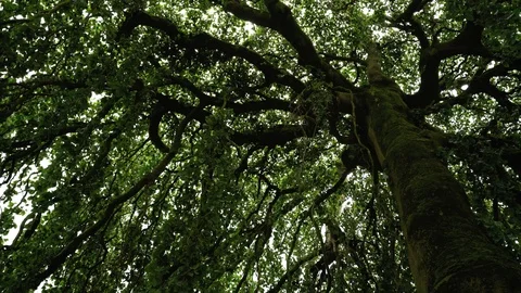 Static long shot looking up underneath an old, tall willow tree Vidéo 97183703