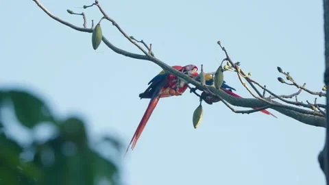 Static Long Shot Of Two Scarlet Macaws Preening While Perched High In A Tree Stock Footage 285864058