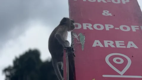 Static low angle handheld shot of a wild macaque clinging to a metal post Video stock 332622153