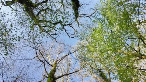 Static low-angle shot looking up at forest foliage under a blue sky. Vidéo 333205859