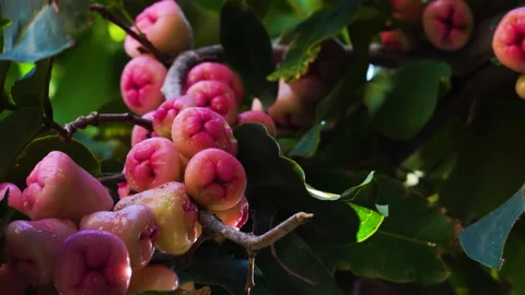 Static low angle shot of pink jambo on tree. Shallow focus Stock Footage 154649381