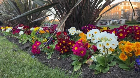 Static Low Angle Shot of Wild Flowers in Bloom in a Park Video stock 332558302