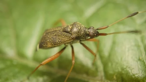 Static macro close-up of a plant bug (Closterotomus biclavatus) Stock Footage 325766830